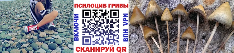 продажа наркотиков  Шилка  Галлюциногенные грибы Psilocybine cubensis 